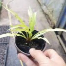 Wiggly Leaf 4 Hosta Curly Fries live plant Perennial mature root bulb rhizome