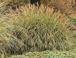 Miscanthus Orange Red Live Plant Perennial Ornamental 2 Fire Grass Adagio White Plumes