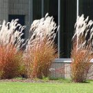 Ornamental 4 Fire Grass Adagio White Plumes Miscanthus Orange Red Live Plant Perennial