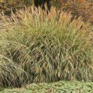 1 Fire Grass Adagio White Plumes Miscanthus Orange Red Live Plant Perennial Ornamental
