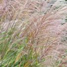 Miscanthus Orange Red Live Plant Perennial Ornamental 1 Fire Grass Adagio White Plumes
