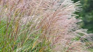 Miscanthus Orange Red Live Plant Perennial Ornamental 1 Fire Grass Adagio White Plumes