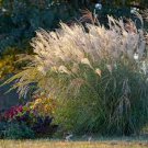 Perennial Ornamental 2 Fire Grass Adagio White Plumes Miscanthus Orange Red Live Plant