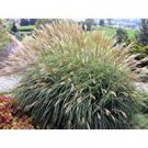 Adagio White Plumes Miscanthus Orange Red Live Plant Perennial Ornamental 4 Fire Grass