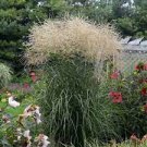 1 Live Plant Clumping Fast Growing Plants Encore Miscanthus Grass Perennial Ornamental