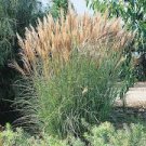 Grass Perennial Ornamental 2 Live Plant Clumping Fast Growing Plants Encore Miscanthus