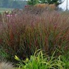 1 Live Plant Cheyenne Sky Switch Grass Panicum Red Tall Grows 4' Feet Perennial Ornamental