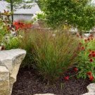 Perennial Ornamental 4 Live Plant Cheyenne Sky Switch Grass Panicum Red Tall Grows