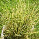 1 Live Plant Striped Alligator Grass Yellow Gold Green Miscanthus Perennial Ornamental