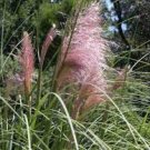 Pampas Grass Perennial Ornamental 2 Live Plant Fast Growing Plants Pink