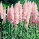 Ornamental 4 Live Plant Fast Growing Pampas Grass Perennial  Plants Pink