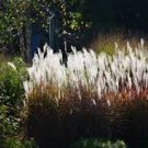 Autumn Flame Grass Purpurascens Perennial Ornamental 1 Live Plant