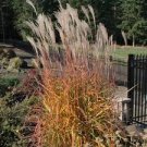 Perennial Ornamental 2 Live Plant Autumn Flame Grass Purpurascens