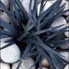 1 Live Plants Black Mondo Grass Perennial Ornamental