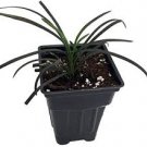 Grass Perennial Ornamental 2 Live Plants Black Mondo