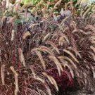 Grass Pennisetum red button Perennial Ornamental 2 Live Plant Bunny Tails Red