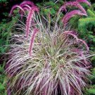 Perennial Ornamental 4 Live Plant Bunny Tails Red Grass Pennisetum red button