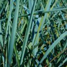 1 Blue Dune Leymus Grass Wheat Head Perennial Plants Ornamental 1 Live Plant