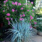 Perennial Plants Ornamental 2 Live Plant Blue Dune Leymus Grass Wheat Head