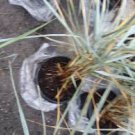 Dune Leymus Grass Wheat Head Perennial Plants Ornamental 4 Live Plant Blue