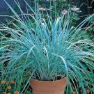 1 Live Plant Blue Dun Leymus Grass Wheat Head Perennial Plants Ornamental