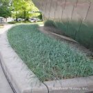 Grass Wheat Head Perennial Plants Ornamental 2 Live Plant Blue Dun Leymus