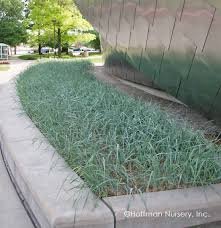 Grass Wheat Head Perennial Plants Ornamental 2 Live Plant Blue Dun Leymus