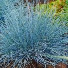 Grass Perennial Plants Ornamental 4 Live Plant Blue Dun Leymus Grass Wheat Head