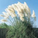 2 Live Plant Home Decor Easter Pampas Grass WHITE Perennial Ornamental