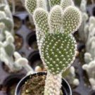 1 White Fuzzy Bunny Ears Cactus Succulents Live Plant Rare House