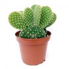 Live Plant Rare House 4 White Fuzzy Bunny Ears Cactus Succulents