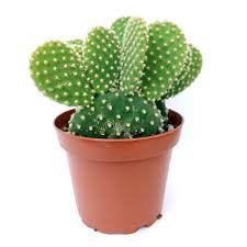 Live Plant Rare House 4 White Fuzzy Bunny Ears Cactus Succulents