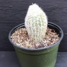 Succulents Live Plant Cephalocereus senilis Rare 2 Cactus White Fuzzy Hair