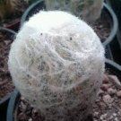 Cephalocereus senilis Rare 4 Cactus White Fuzzy Hair Succulents Live Plant