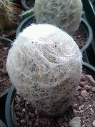 Cephalocereus senilis Rare 4 Cactus White Fuzzy Hair Succulents Live Plant