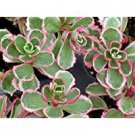 1 Sedum Tricolor Variegated Stonecrop Live Plants Potted House plants