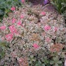 Tricolor Variegated Stonecrop Live Plants Potted House Plants 4 Sedum