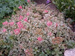 Tricolor Variegated Stonecrop Live Plants Potted House Plants 4 Sedum