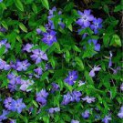 20 Creeping Myrtle Periwinkle Ground Cover Pack Vinca Minor Live Plants Bare Root