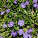 Vinca Minor Live Plants Bare Root 40 Creeping Myrtle Periwinkle Ground Cover Pack