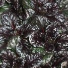 Flowers Ground Cover Perennial 2 Black Scallops Ajuga Live Plant Dark Color Blue