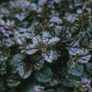 1 Black Scallops Ajuga Live Plant Dark Color Blue Flowers Ground Cover Perennial