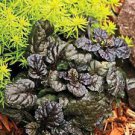 Ajuga Live Plant Dark Color Blue Flowers Ground Cover Perennial 4 Black Scallops