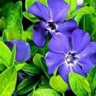 50 Creeping Myrtle Periwinkle Ground Cover Pack Vinca Minor Live Plants Bare Root