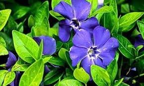 50 Creeping Myrtle Periwinkle Ground Cover Pack Vinca Minor Live Plants Bare Root