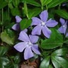 Ground Cover Pack Vinca Minor Live Plants Bare Root 100 Creeping Myrtle Periwinkle