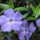 Live Plants Bare Root 200 Creeping Myrtle Periwinkle Ground Cover Pack Vinca Minor