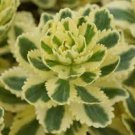 Live Plants Potted Succulents 2 Sedum Atlantis Variegated