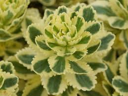 Live Plants Potted Succulents 2 Sedum Atlantis Variegated