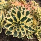 Succulents 4 Sedum Live Plants Potted Atlantis Variegated